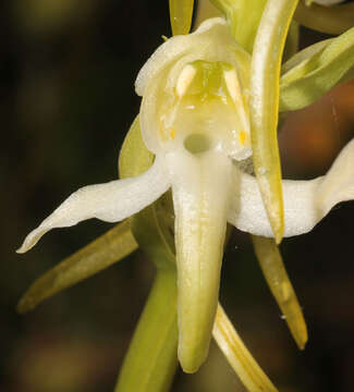 Image of Greater butterfly orchid