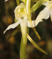 Image of Greater butterfly orchid