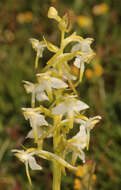 Image of Greater butterfly orchid