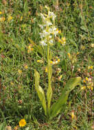 Image of Greater butterfly orchid