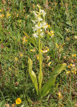 Image of Greater butterfly orchid