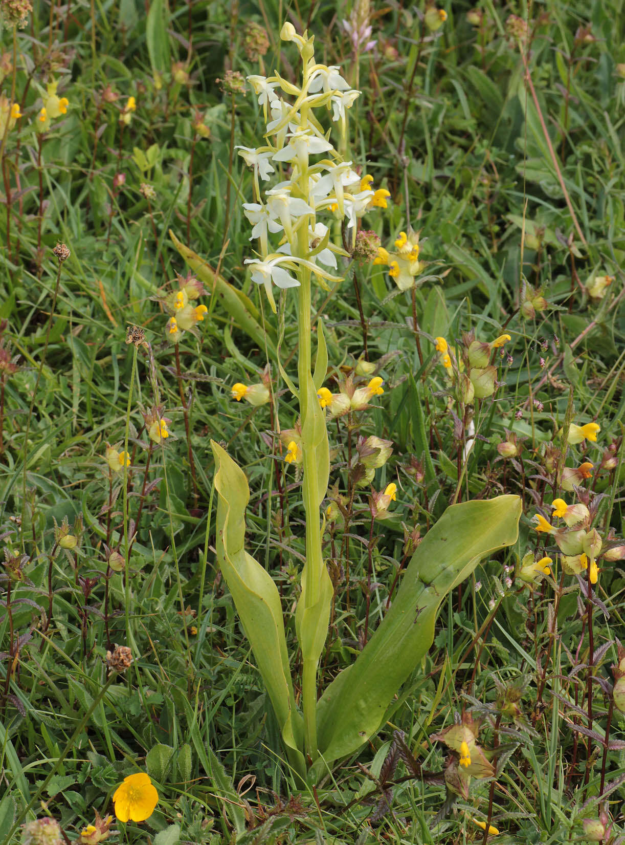 Image of Greater butterfly orchid