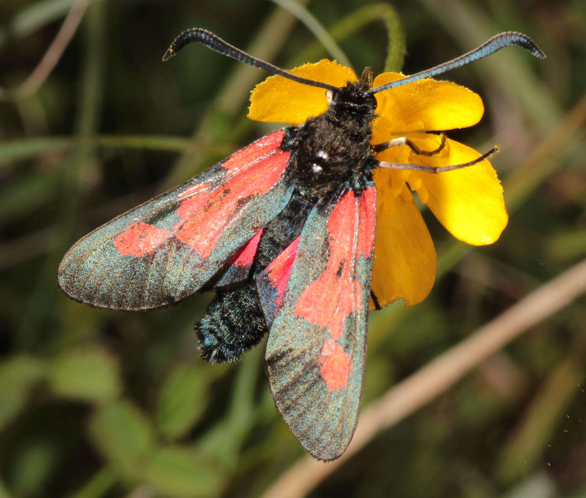 Sivun Zygaena trifolii palustrella Verity 1926 kuva