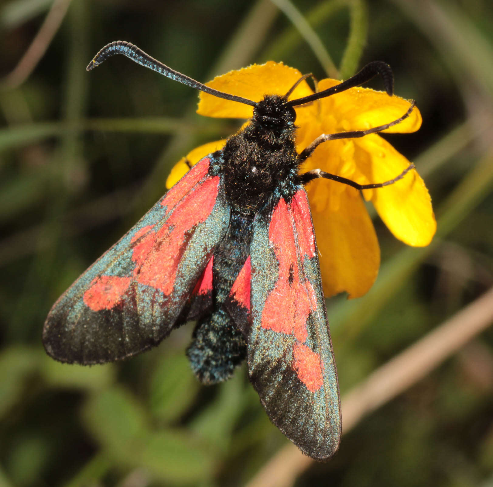 Image of Zygaena trifolii palustrella Verity 1926