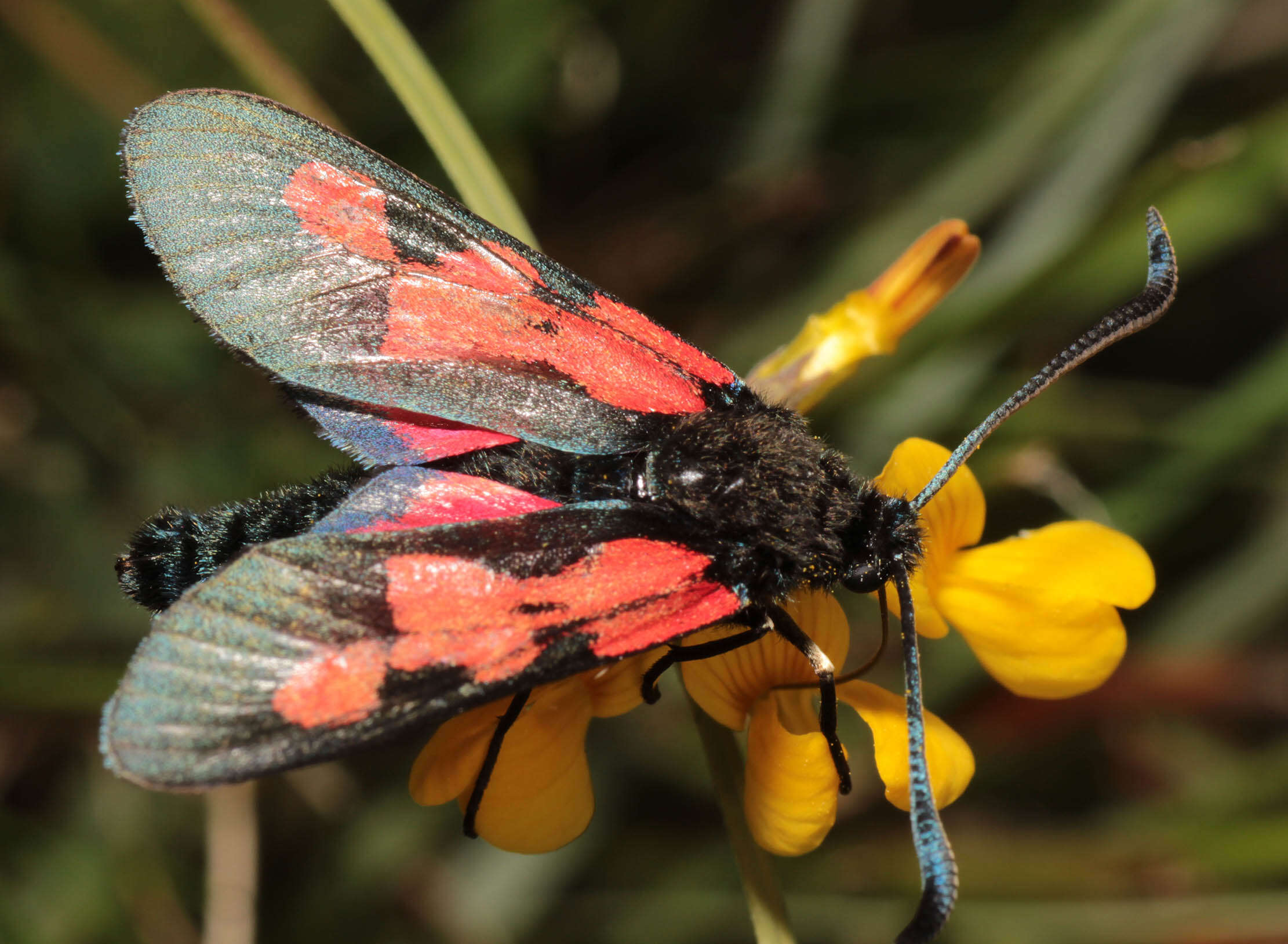 Image of Zygaena trifolii palustrella Verity 1926