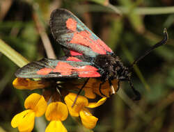 Image of Zygaena trifolii palustrella Verity 1926