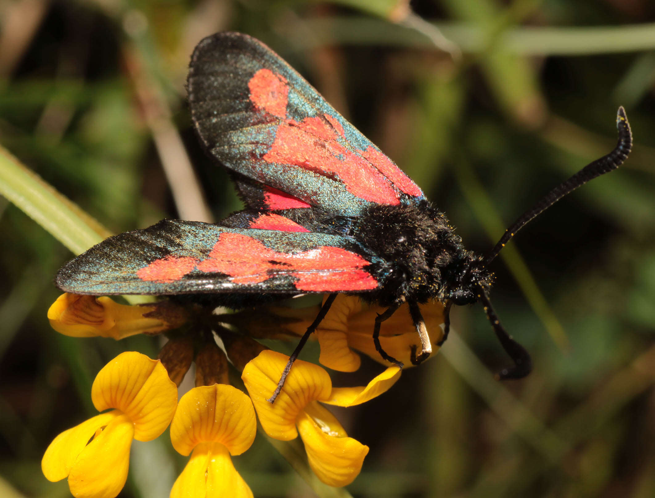 Sivun Zygaena trifolii palustrella Verity 1926 kuva