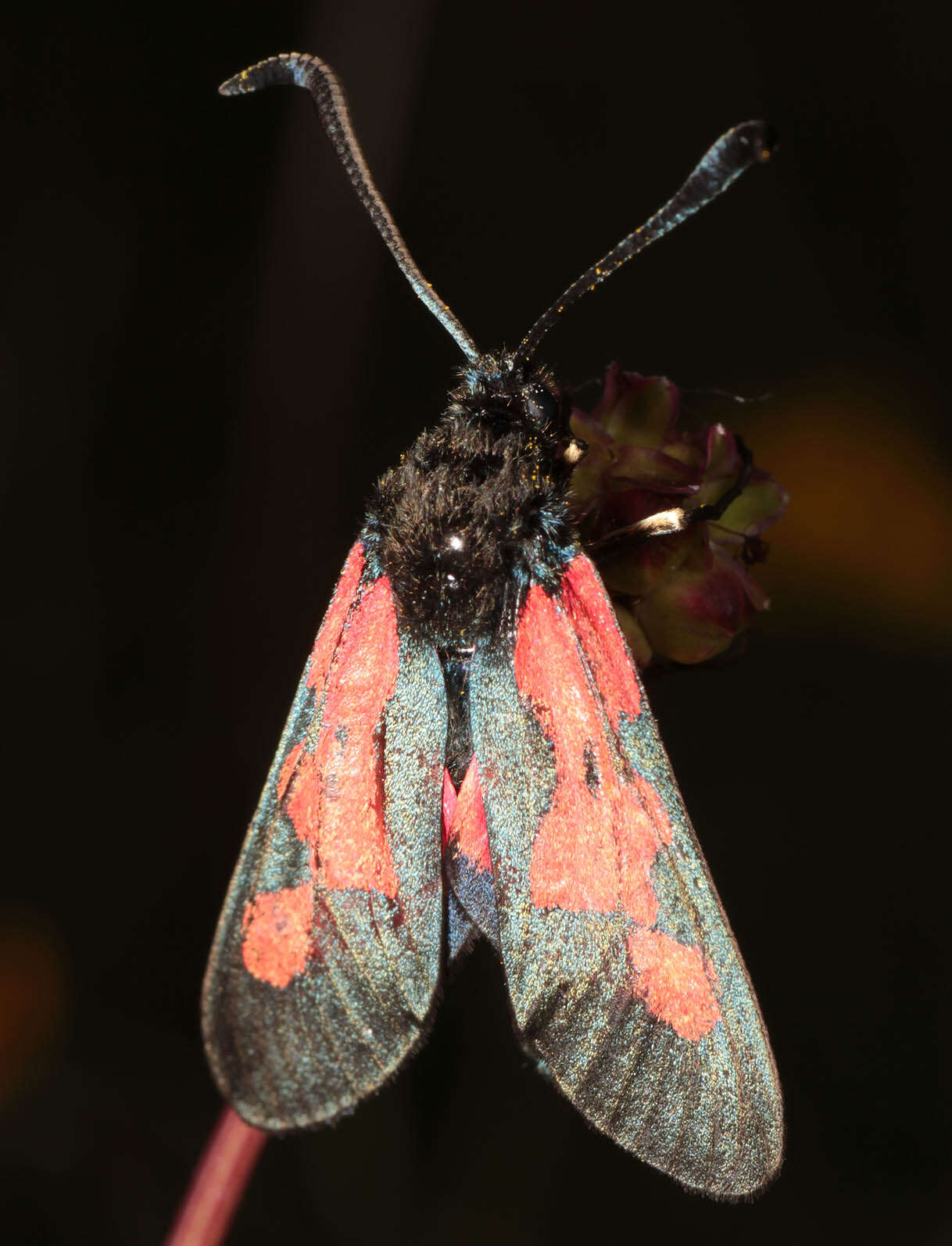 Image of Zygaena trifolii palustrella Verity 1926