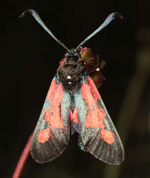 Image of Zygaena trifolii palustrella Verity 1926