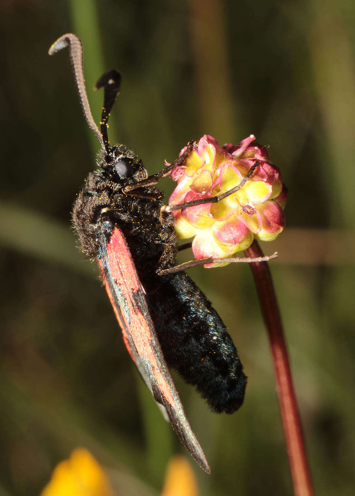 Sivun Zygaena trifolii palustrella Verity 1926 kuva