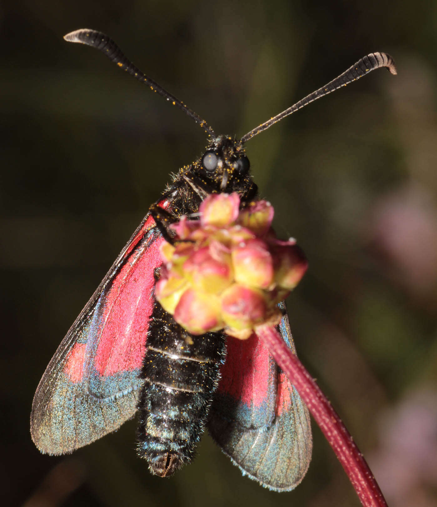 Sivun Zygaena trifolii palustrella Verity 1926 kuva