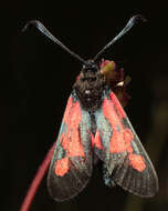 Image of Zygaena trifolii palustrella Verity 1926