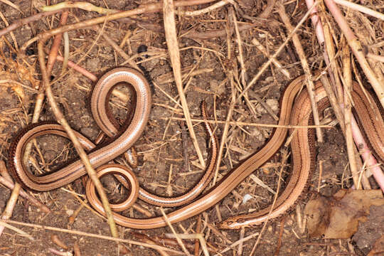 Image of Slow worm