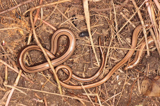 Image of Slow worm