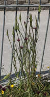 Sivun Tragopogon porrifolius subsp. porrifolius kuva