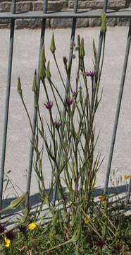 Image de Tragopogon porrifolius subsp. porrifolius