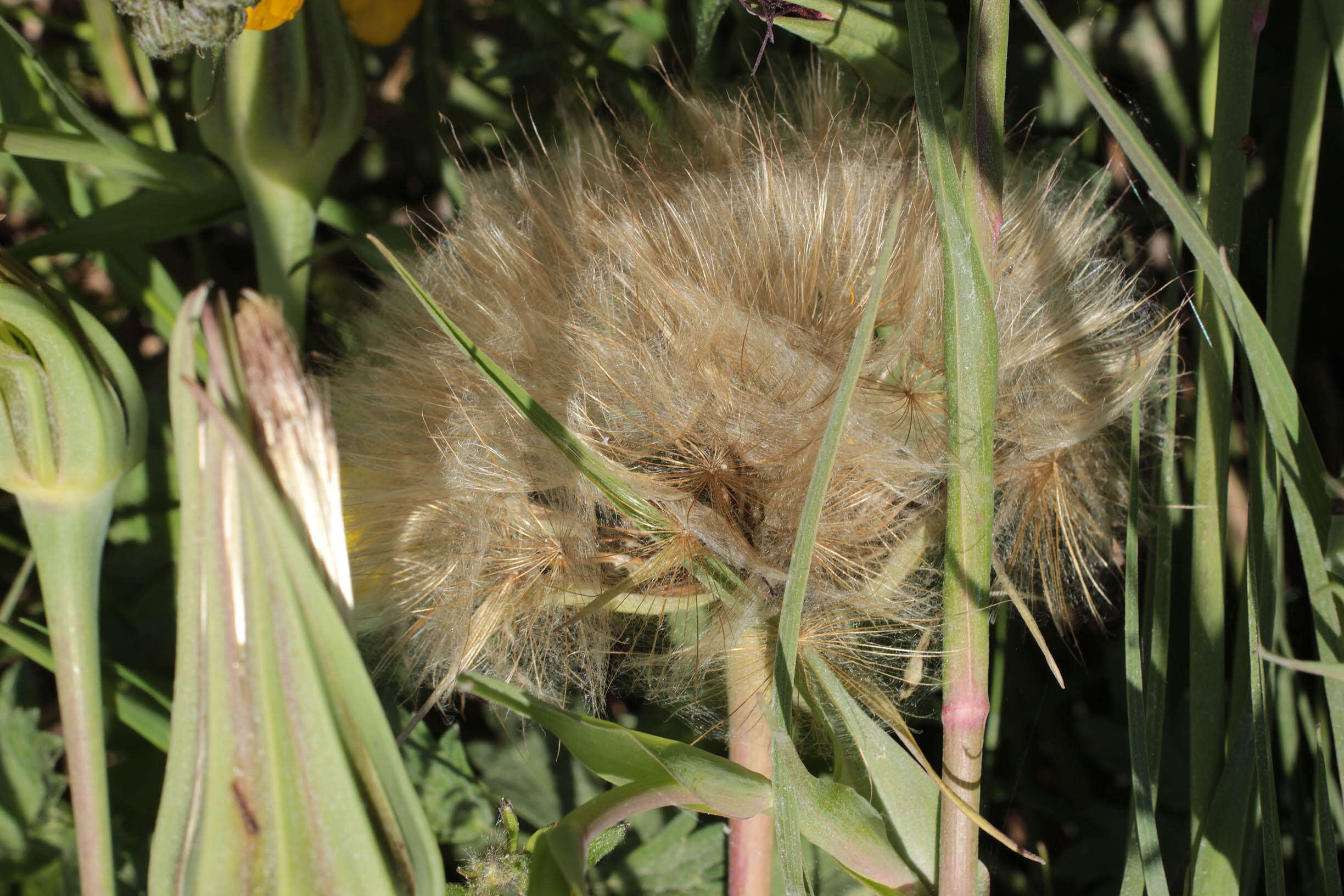 Sivun Tragopogon porrifolius subsp. porrifolius kuva