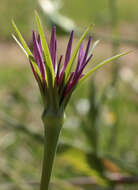 Sivun Tragopogon porrifolius subsp. porrifolius kuva