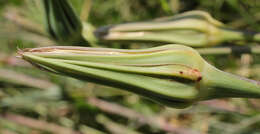 Sivun Tragopogon porrifolius subsp. porrifolius kuva