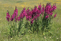 صورة Gladiolus byzantinus Mill.