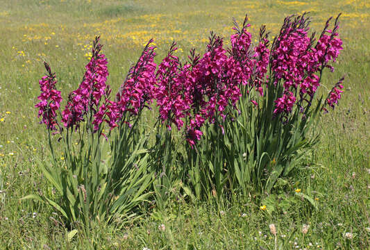 Plancia ëd Gladiolus byzantinus Mill.