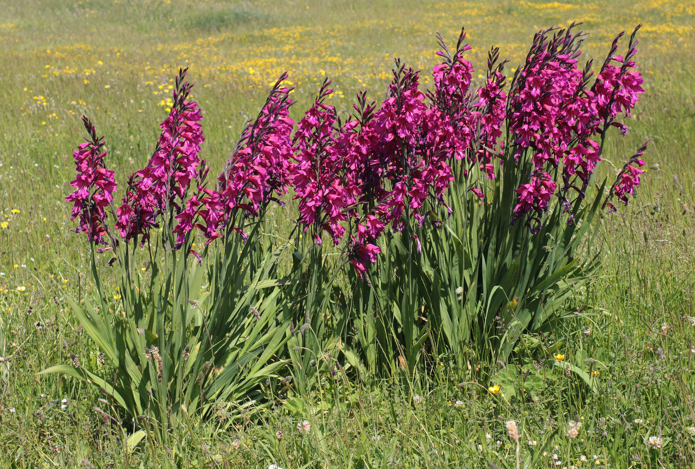 صورة Gladiolus byzantinus Mill.