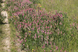 Plancia ëd Onobrychis viciifolia Scop.