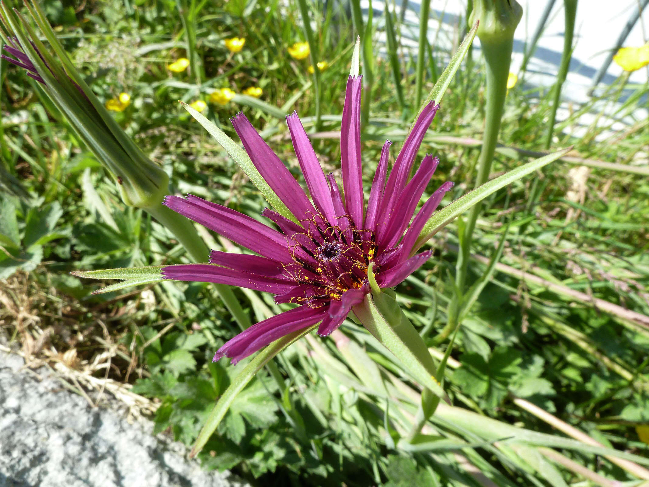 Sivun Tragopogon porrifolius subsp. porrifolius kuva