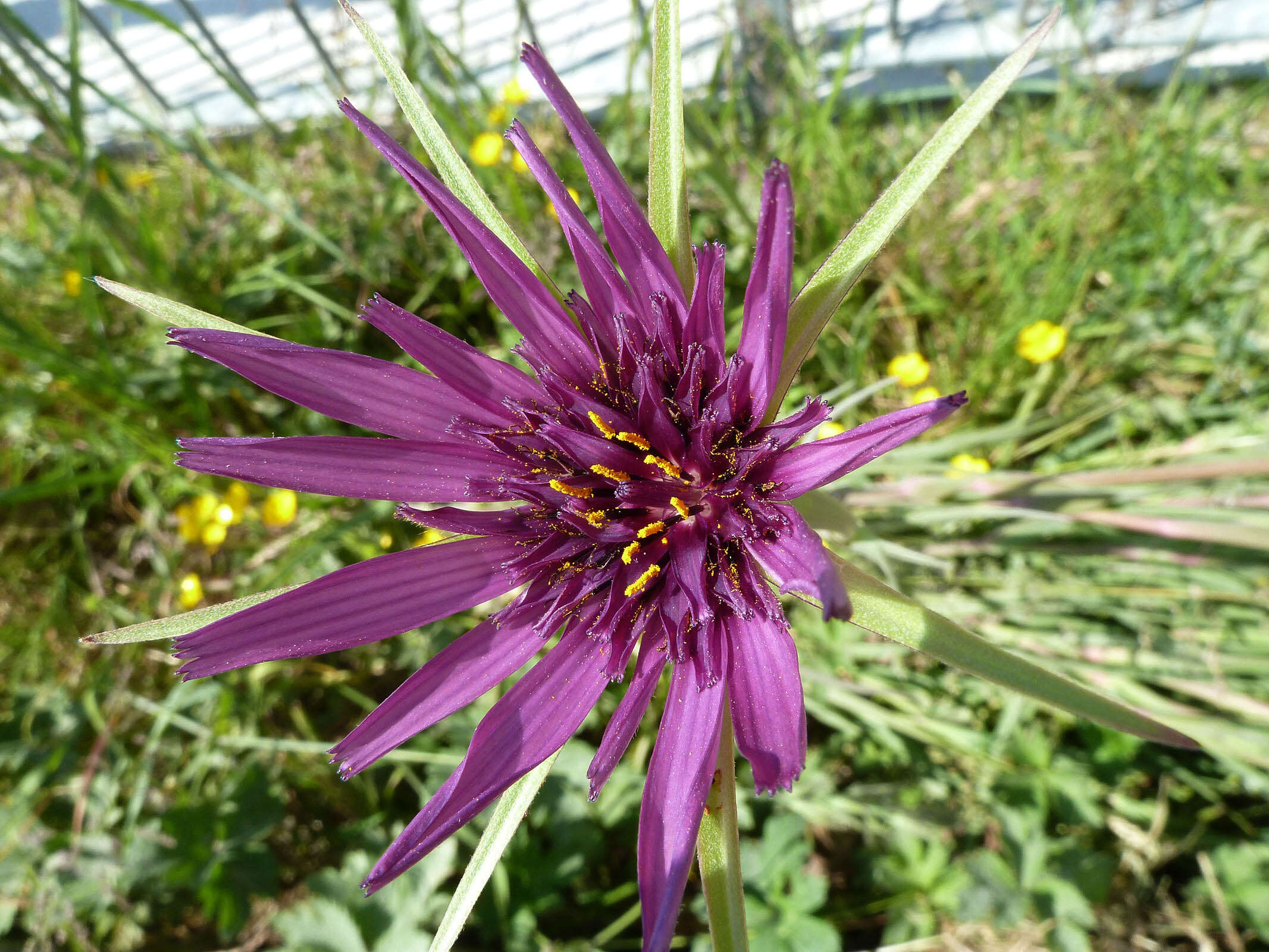 Sivun Tragopogon porrifolius subsp. porrifolius kuva