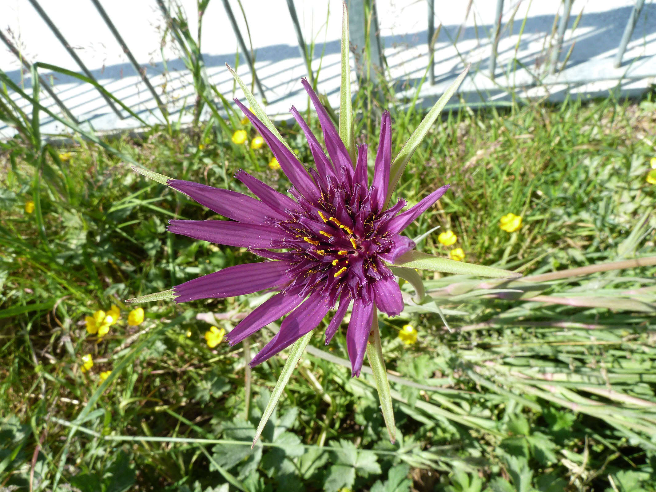 Sivun Tragopogon porrifolius subsp. porrifolius kuva