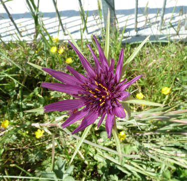 Sivun Tragopogon porrifolius subsp. porrifolius kuva