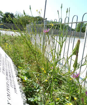 Sivun Tragopogon porrifolius subsp. porrifolius kuva