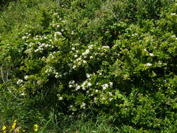 Image de Pyracantha coccinea M. J. Roemer