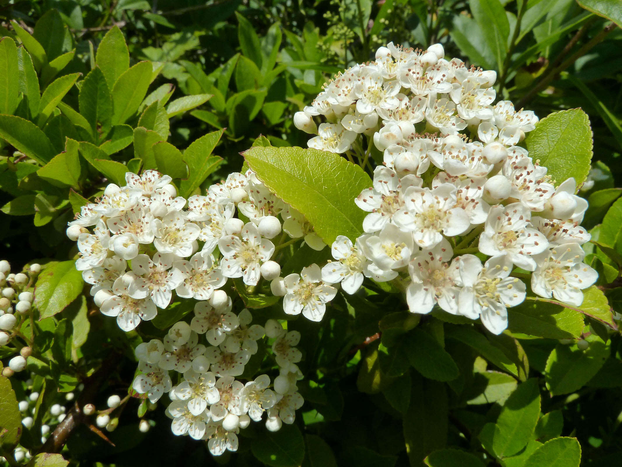 Image de Pyracantha coccinea M. J. Roemer