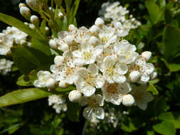 Image de Pyracantha coccinea M. J. Roemer