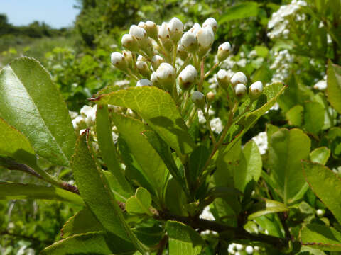 Image de Pyracantha coccinea M. J. Roemer