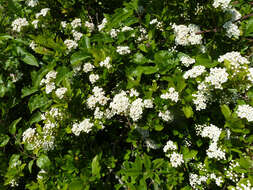 Image de Pyracantha coccinea M. J. Roemer