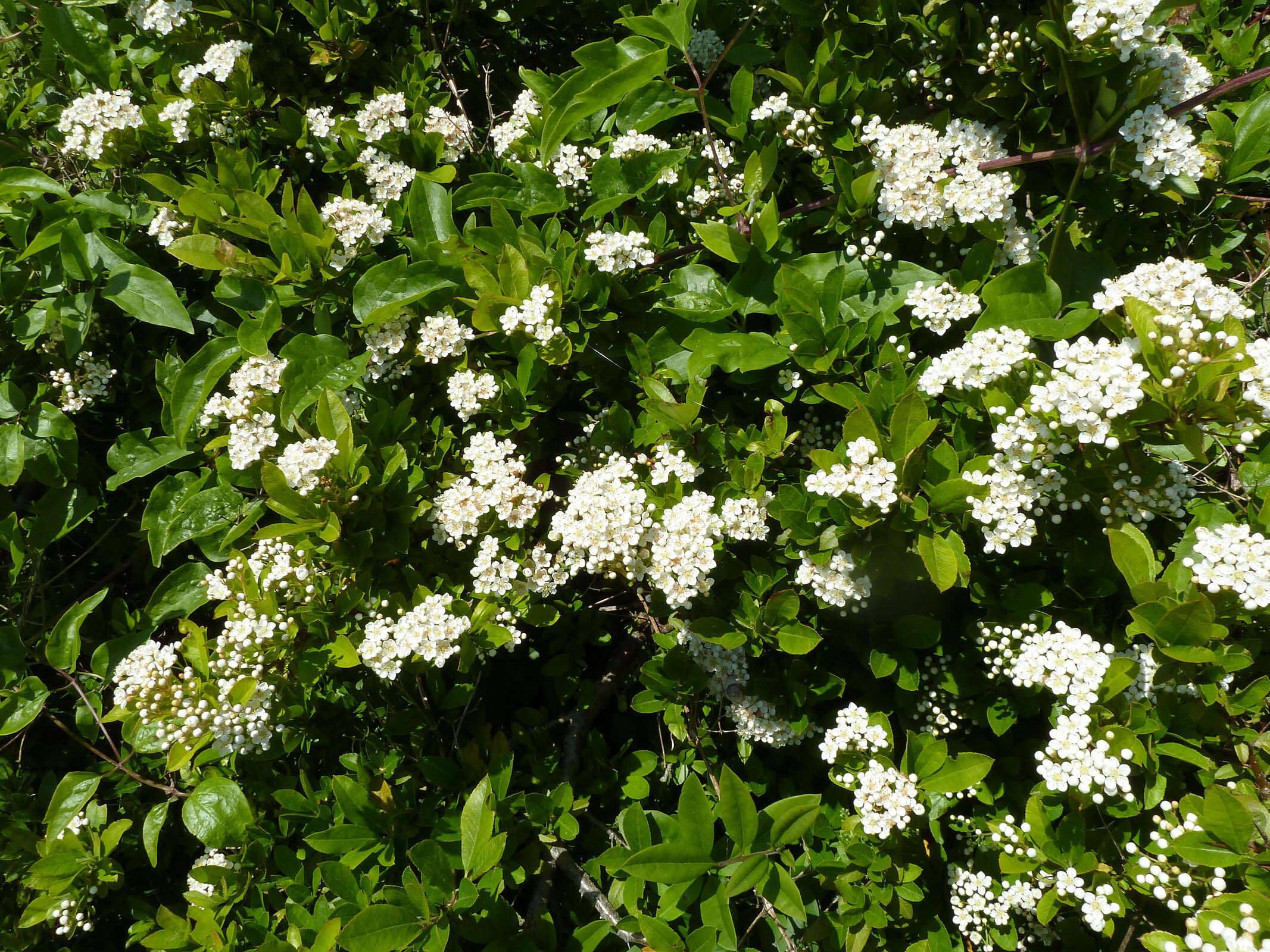 Image de Pyracantha coccinea M. J. Roemer