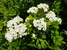 Image de Pyracantha coccinea M. J. Roemer