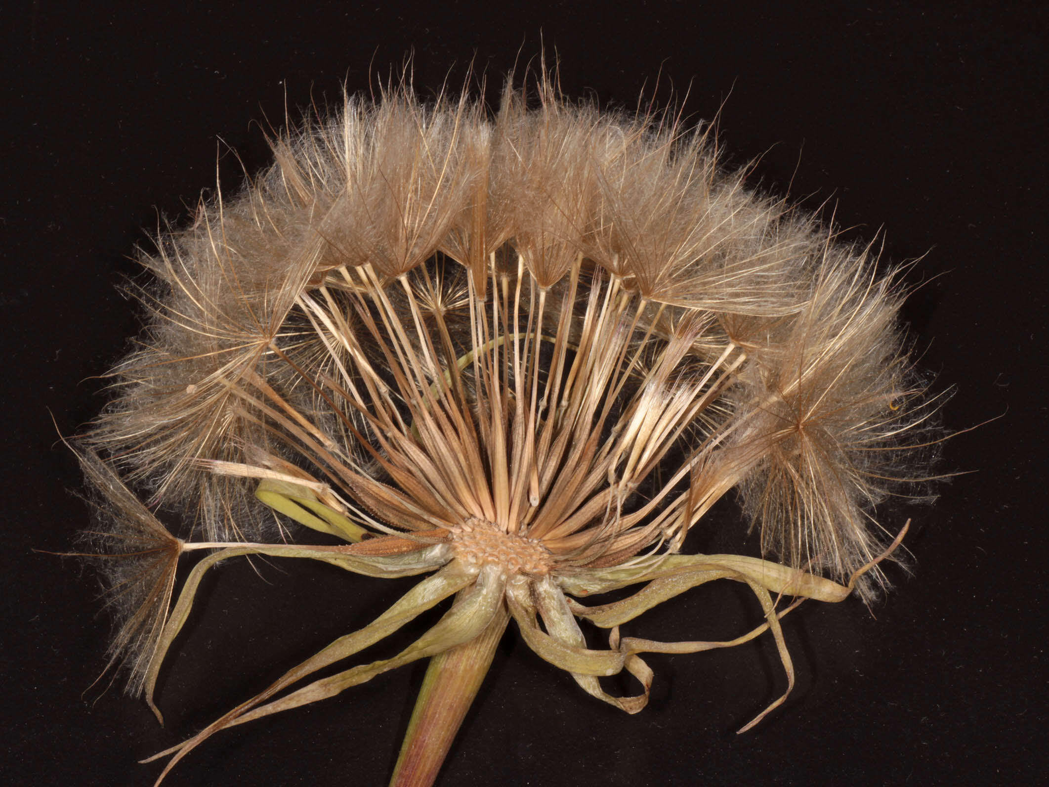 Sivun Tragopogon porrifolius subsp. porrifolius kuva