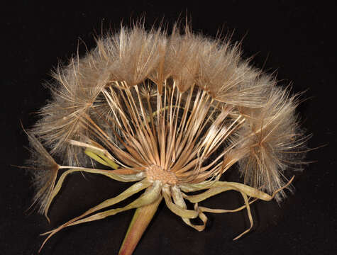 Image de Tragopogon porrifolius subsp. porrifolius