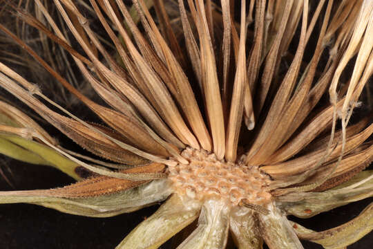 Image de Tragopogon porrifolius subsp. porrifolius