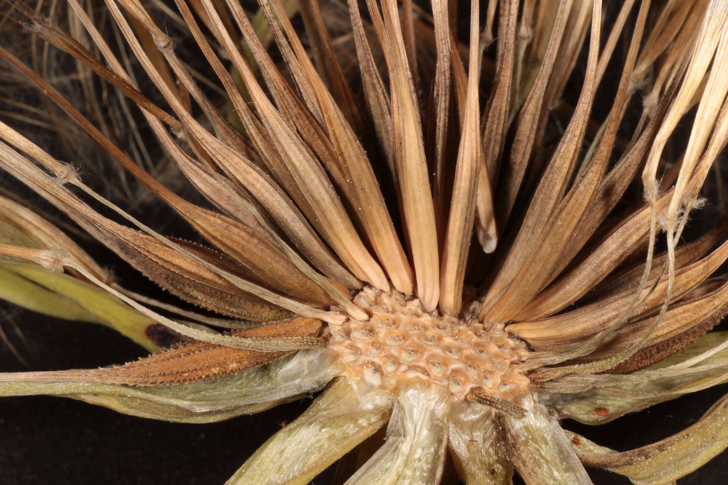 Sivun Tragopogon porrifolius subsp. porrifolius kuva