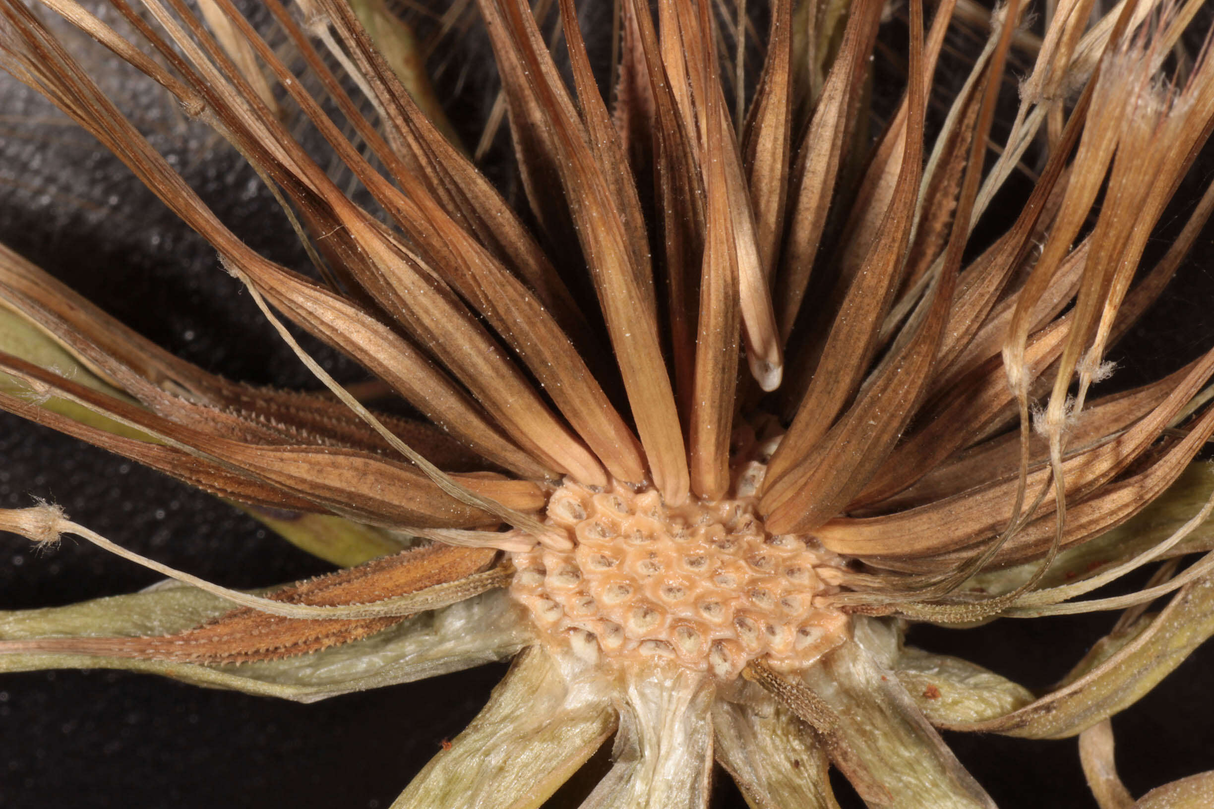 Sivun Tragopogon porrifolius subsp. porrifolius kuva