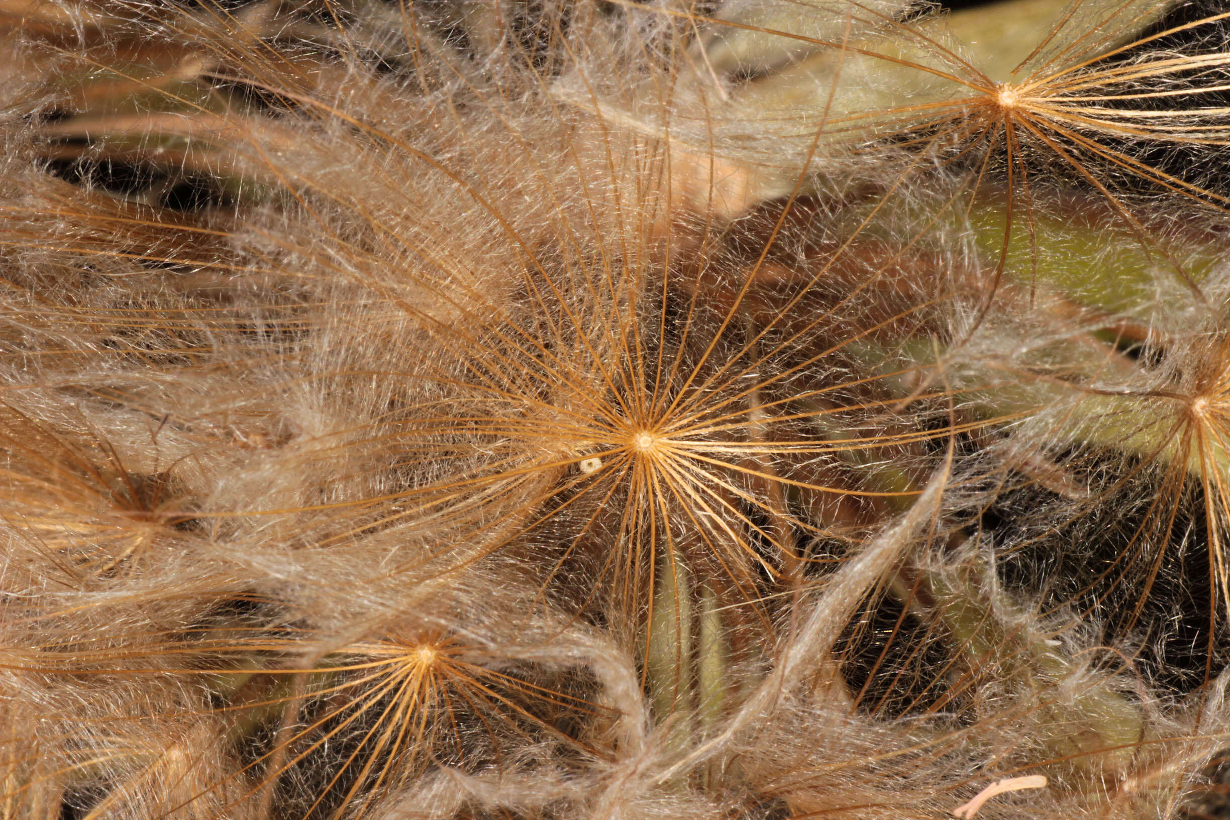 Sivun Tragopogon porrifolius subsp. porrifolius kuva