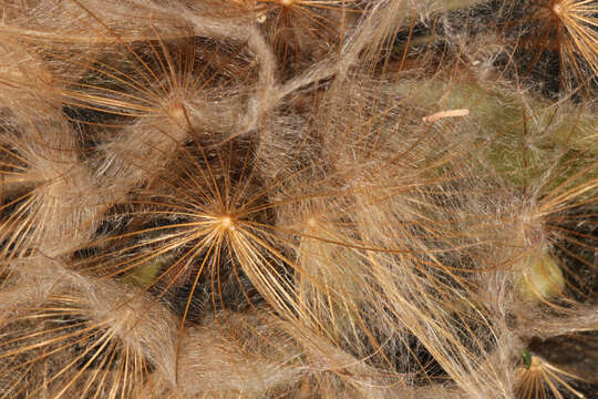 Image de Tragopogon porrifolius subsp. porrifolius