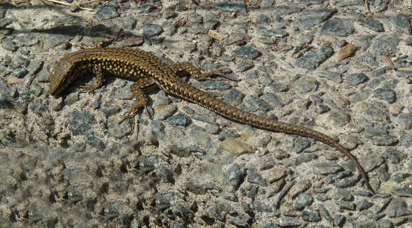 Image of Common wall lizard