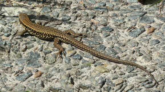 Image of Common wall lizard