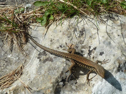 Image of Common wall lizard