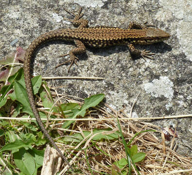 Image of Common wall lizard